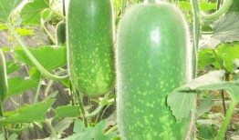 今日吃瓜热门大瓜每日更新51 必吃大瓜今日大瓜,今日热门吃瓜盘点